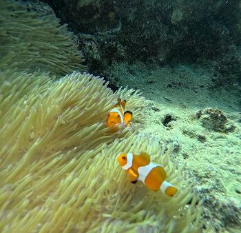 今年も沖縄旅行！　[ ケーレーザー・テクノロジー・ジャパン　大﨑 ]　2025/11/5